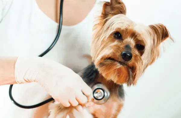 Veterinarian examining Yorkshire Terrier with stethoscope. Dog looks concerned in a white setting.