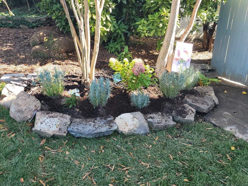 A garden filled with lots of plants and rocks.