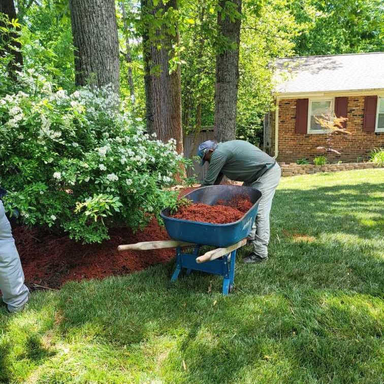 A man is pushing a wheelbarrow full of mulch in a yard.
