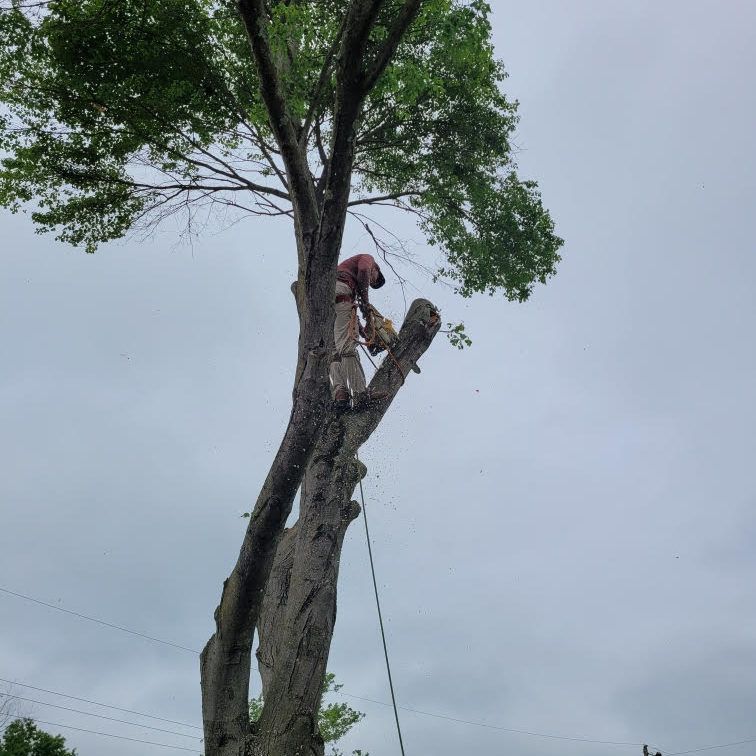 A man is climbing a tree with a chainsaw.