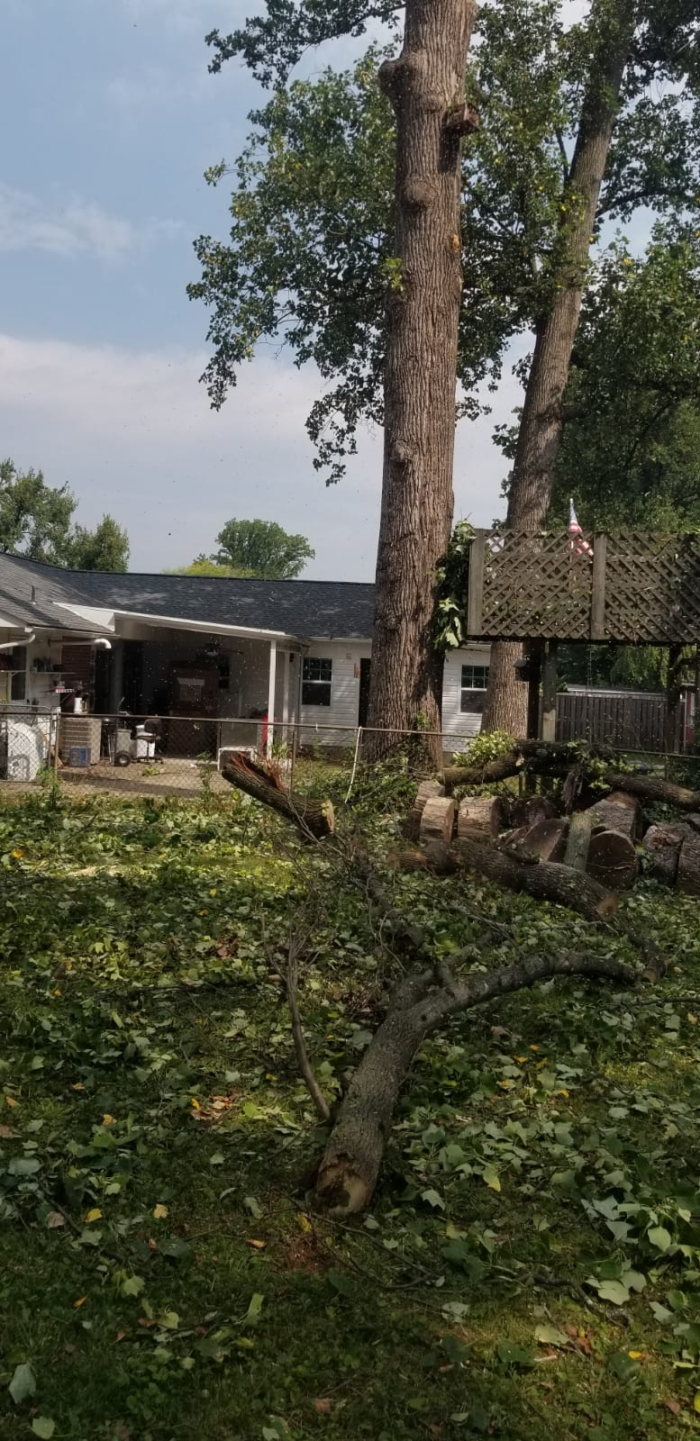 A tree that has been cut down in front of a house.