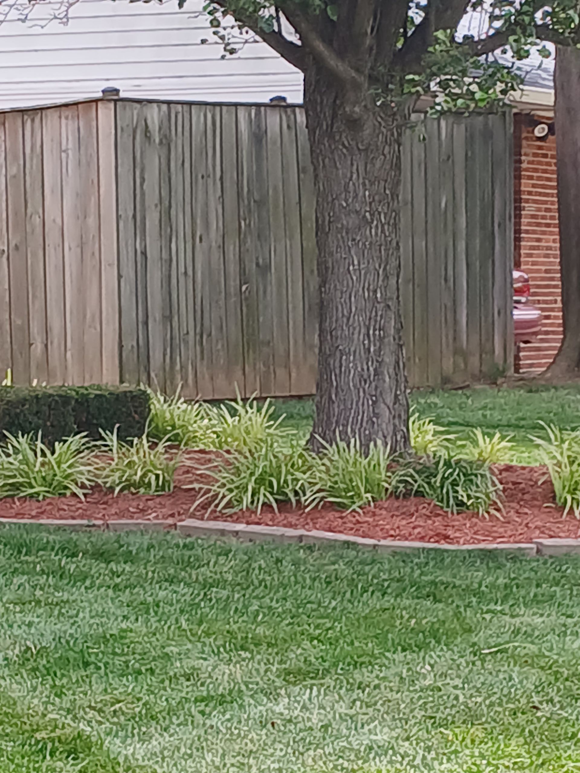 A lush green lawn with a wooden fence in the background and a tree in the foreground.