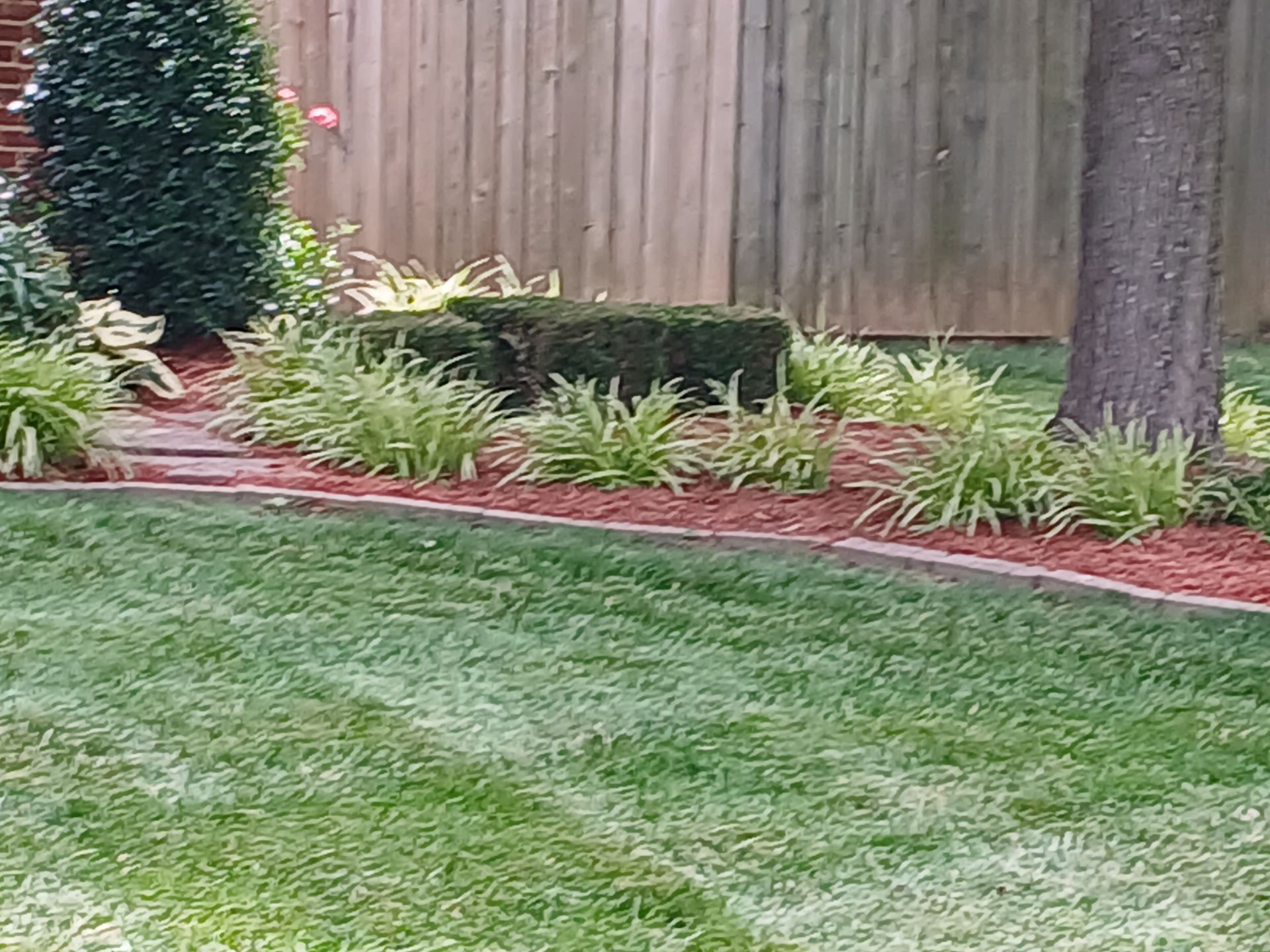 A lush green lawn with a wooden fence in the background.