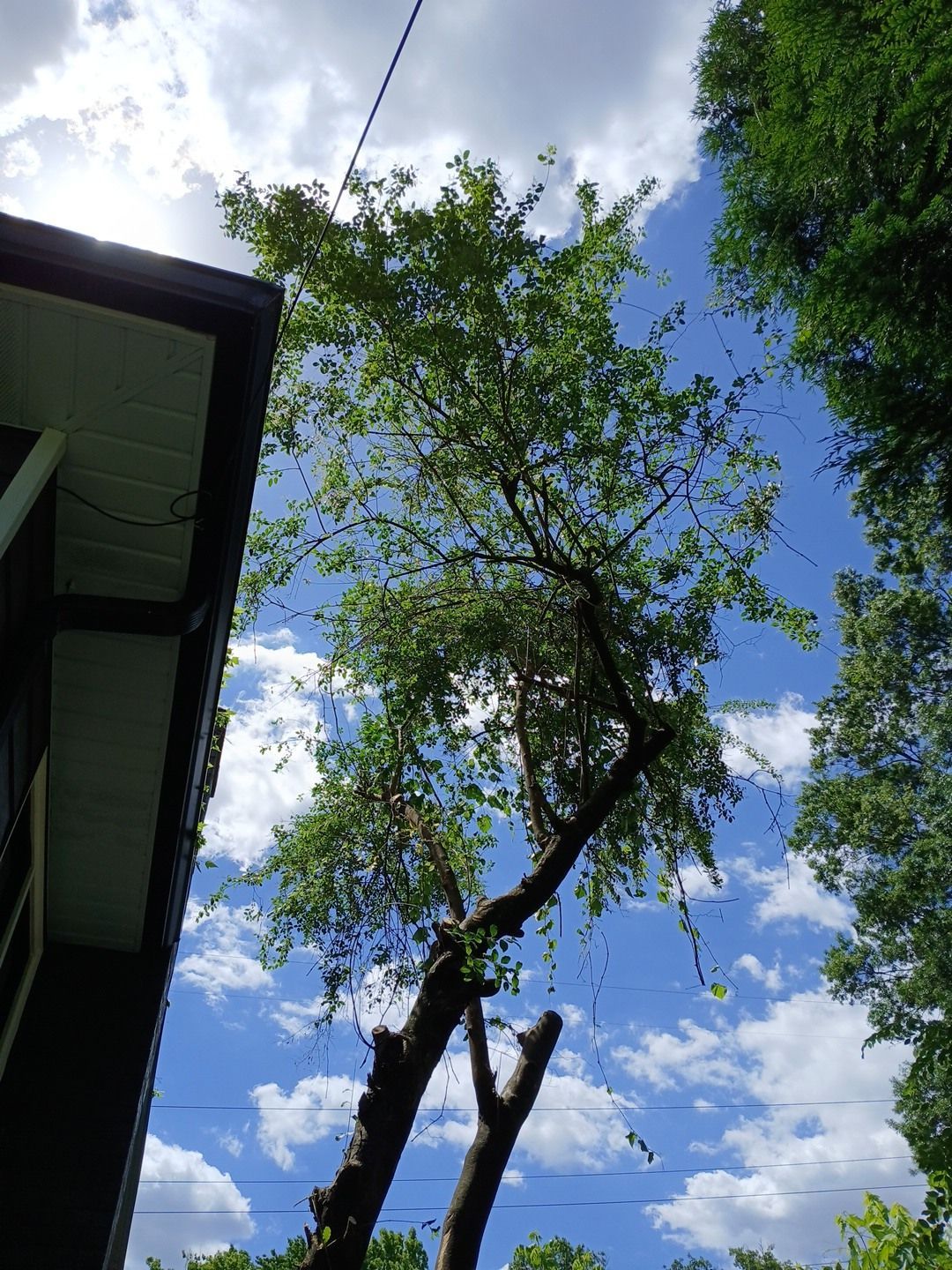 Looking up at a tree with a blue sky in the background