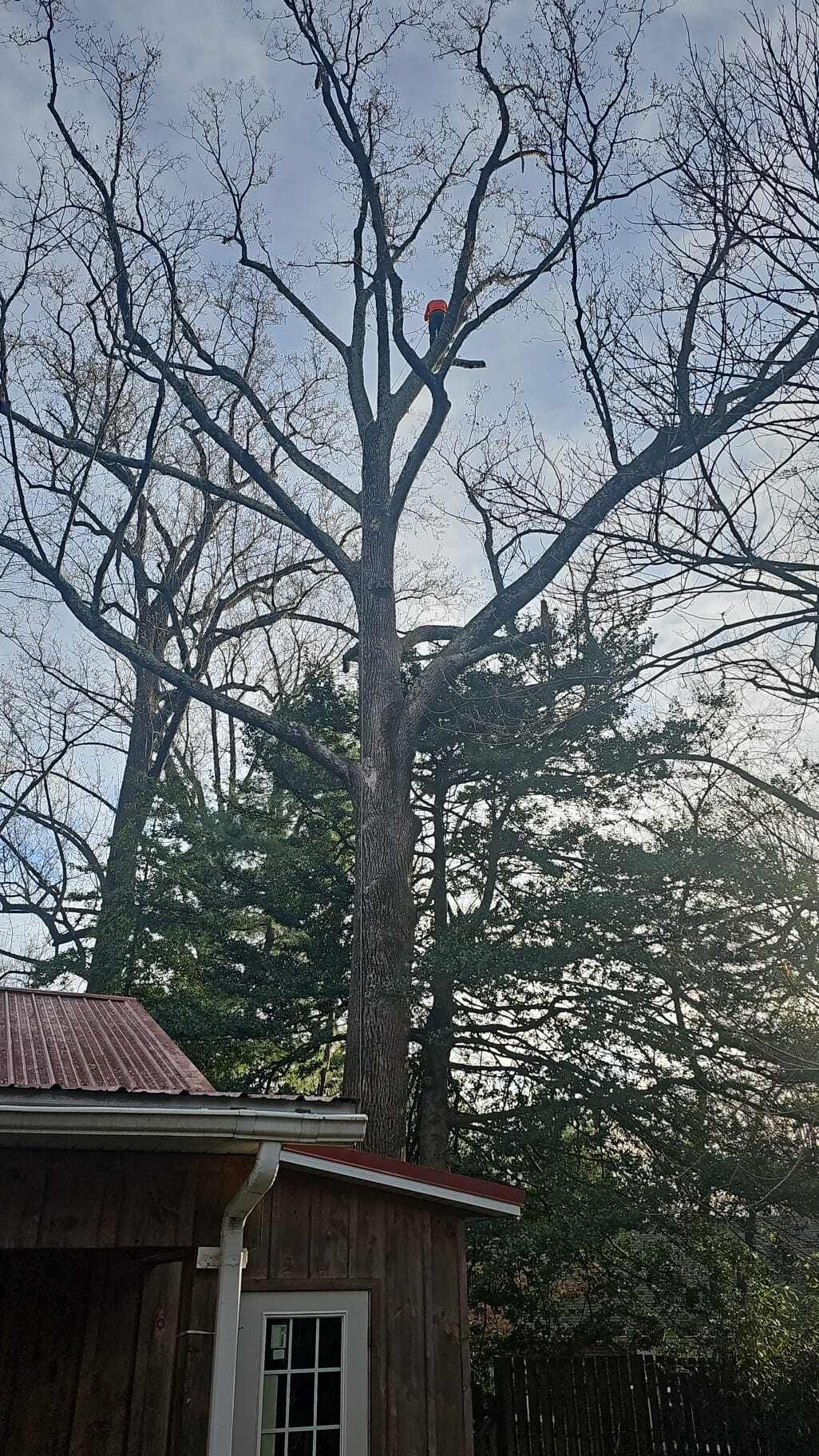 A man is cutting a tree in front of a house.
