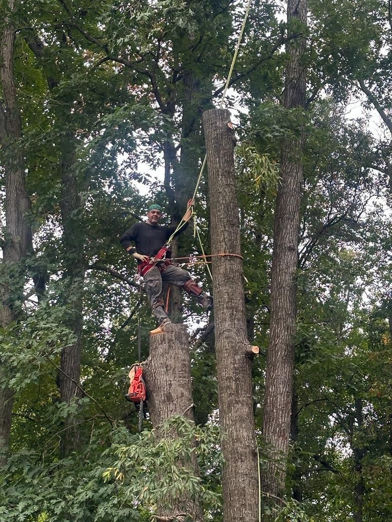 A man is climbing a tree with a chainsaw.