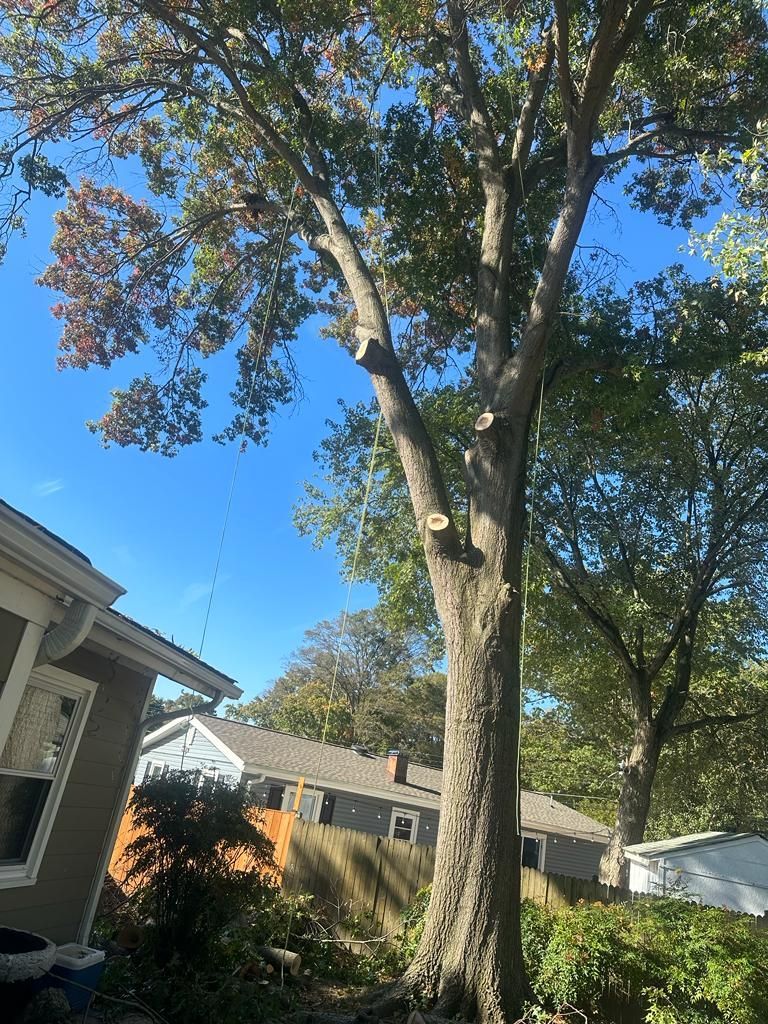 A large tree in front of a house with a blue sky in the background.