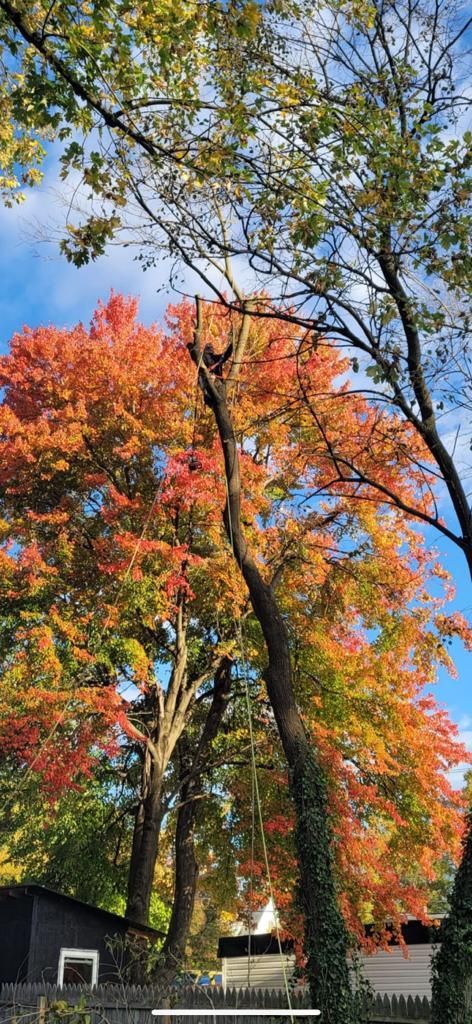 A tree with a lot of leaves on it in the fall.