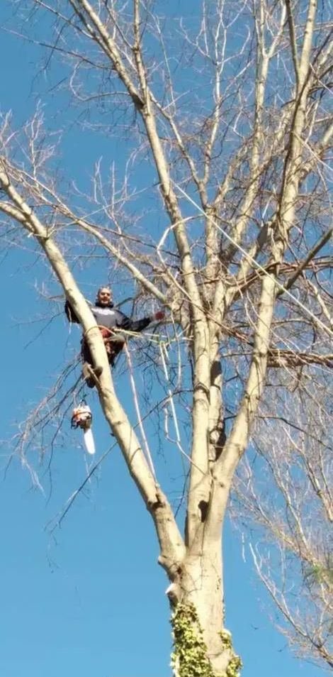 A man is climbing a tree with a chainsaw.