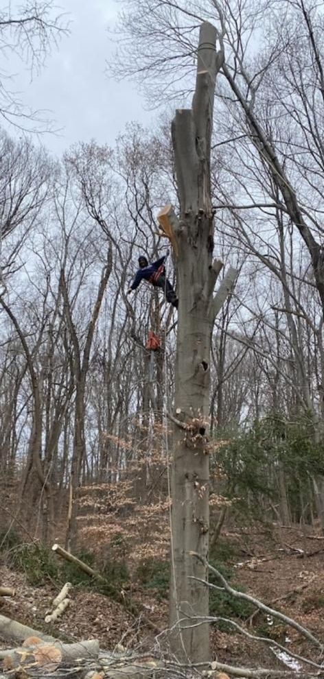 A man is cutting down a tree in the woods with a chainsaw.