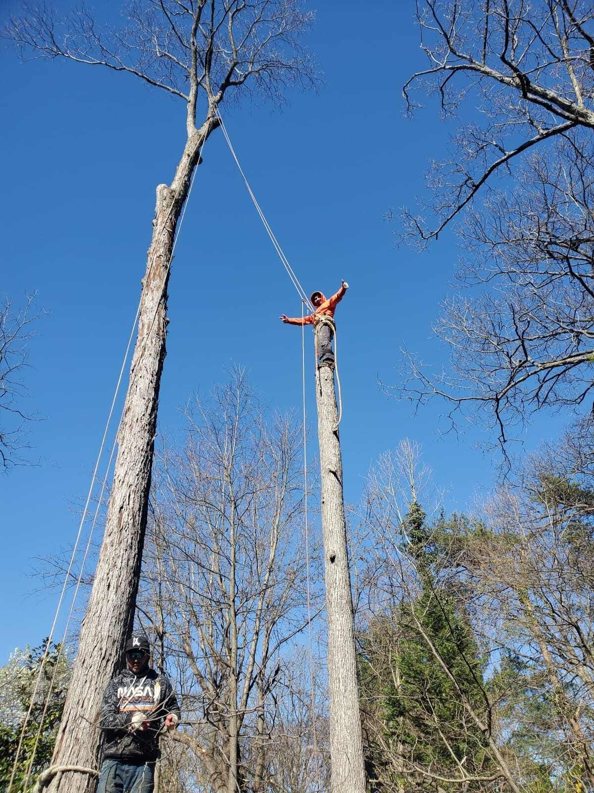 A man is standing on top of a tree in the woods.
