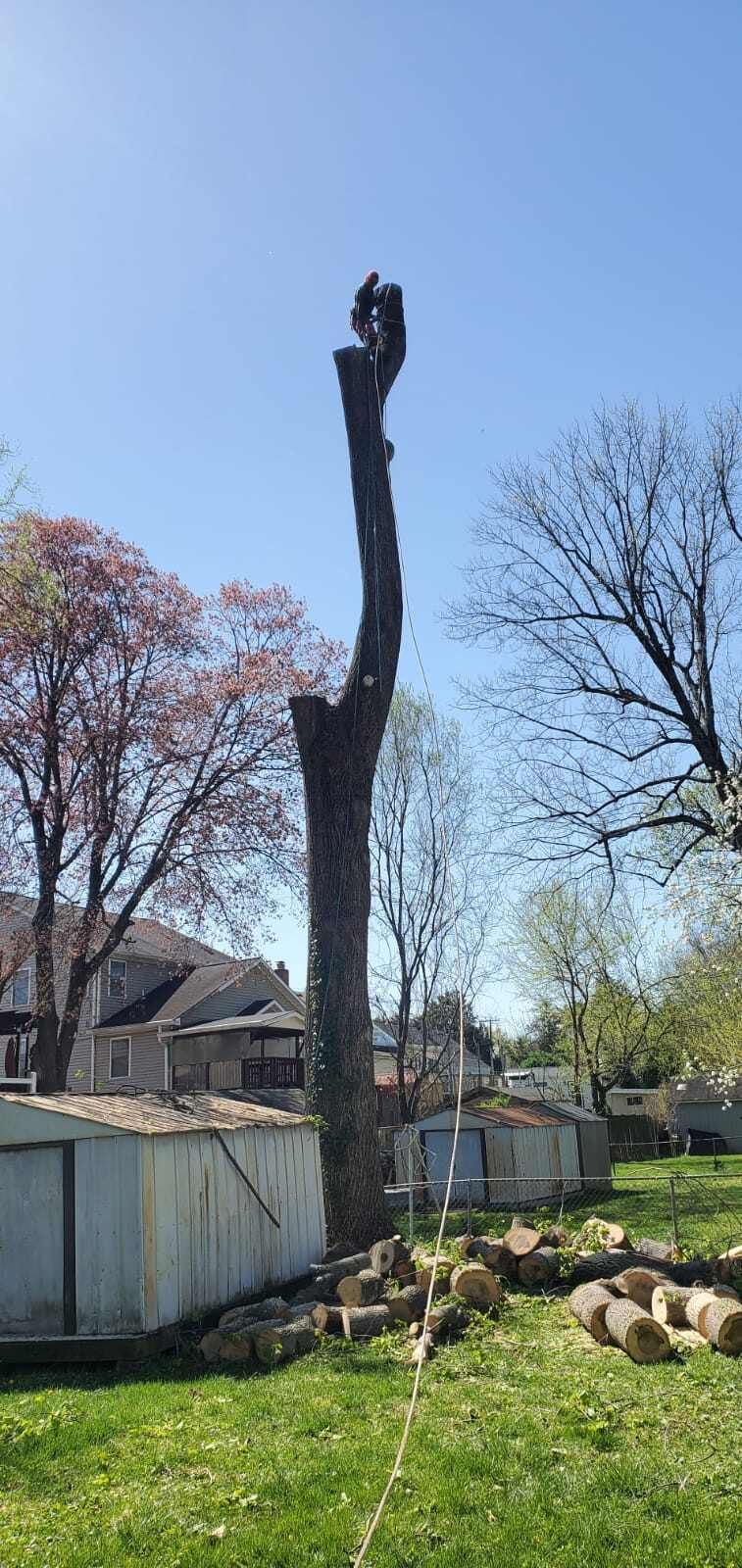 A tree surgeon is climbing a tree in a backyard.
