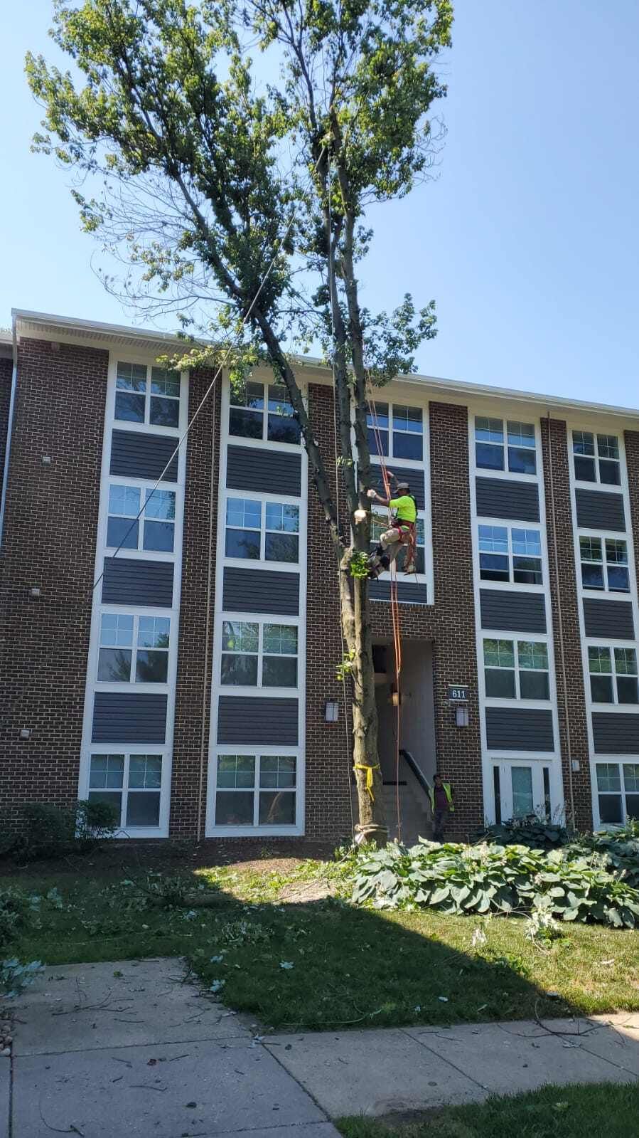 A large brick apartment building with a tree in front of it.