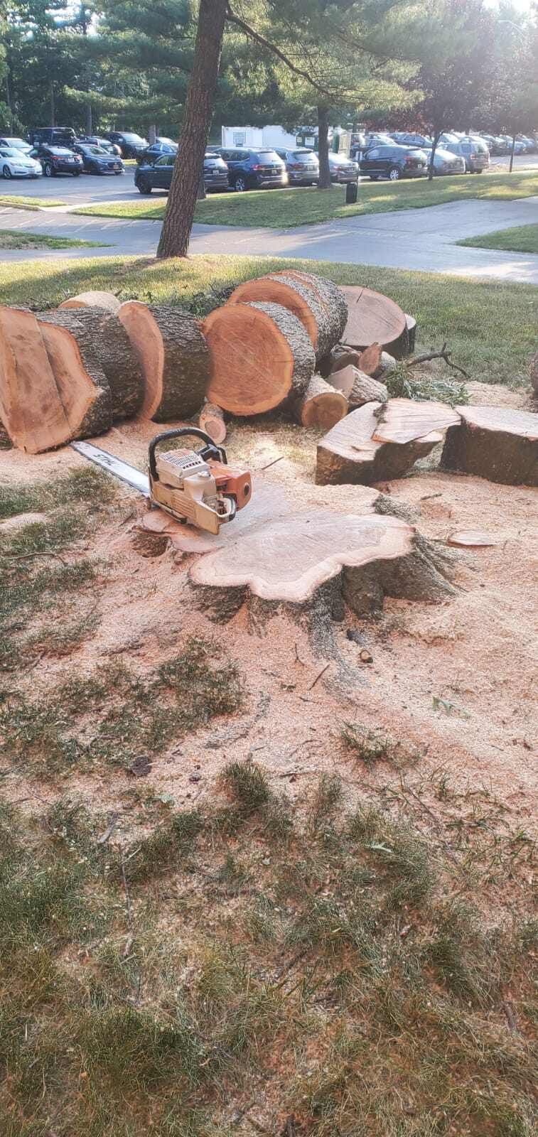 A chainsaw is sitting on top of a pile of logs in a park.