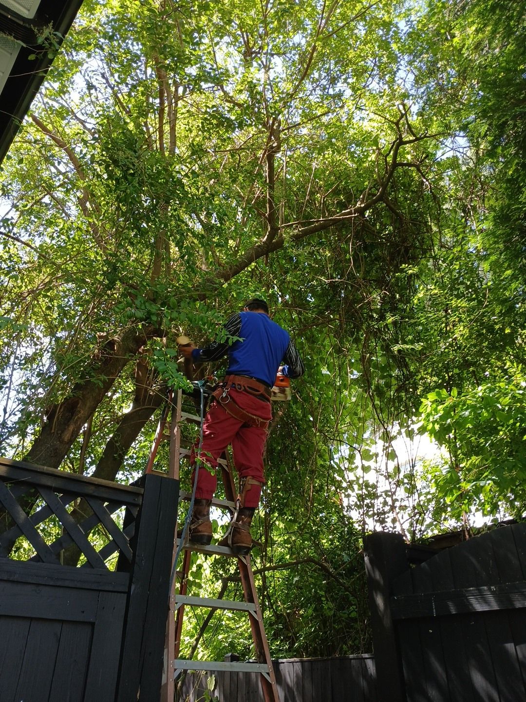 A man is standing on a ladder in a tree.