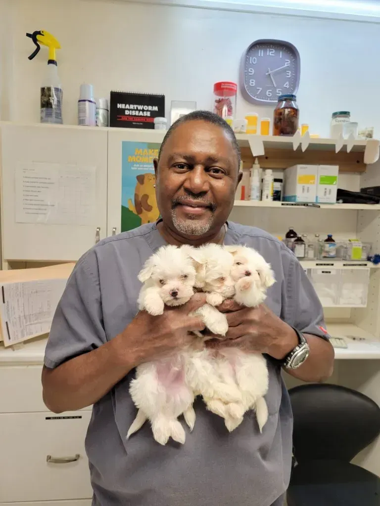Veterinarian Holding Three Puppies — College Park, GA — Red Oak Animal Hospital