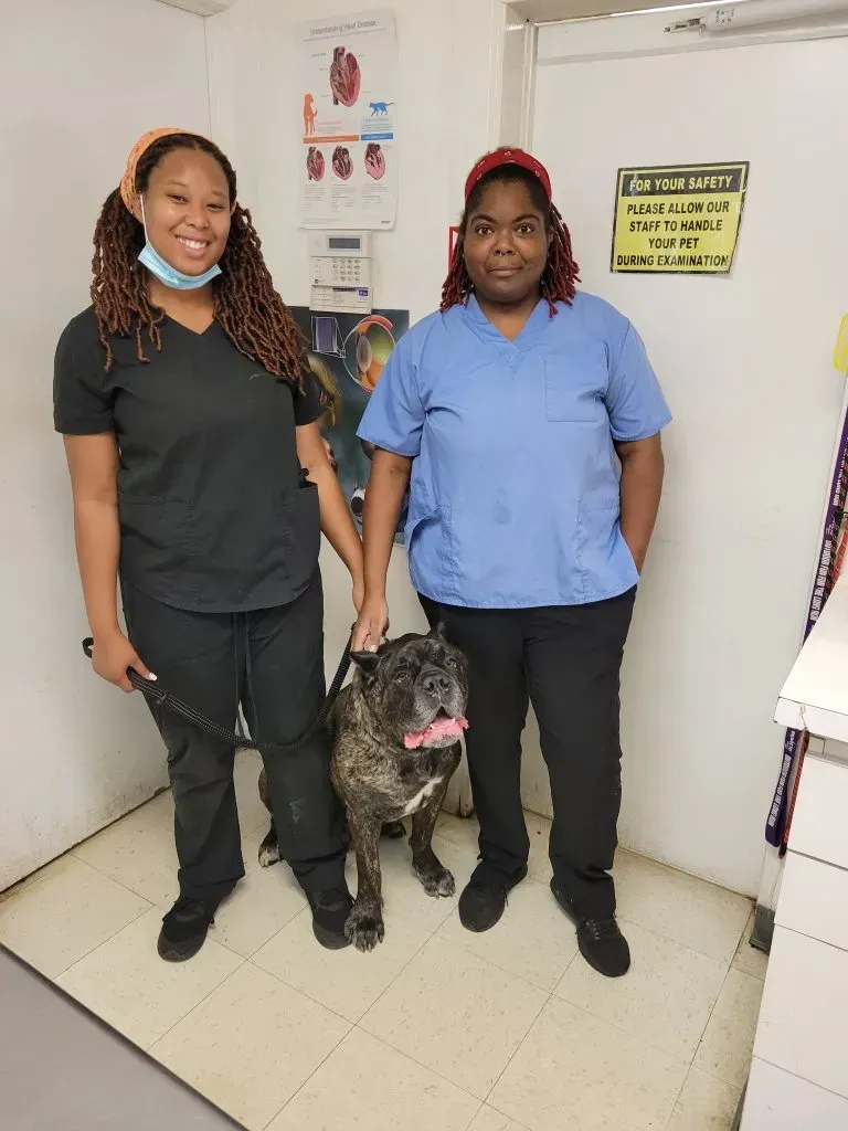 Two Staffs and a Dog — College Park, GA — Red Oak Animal Hospital