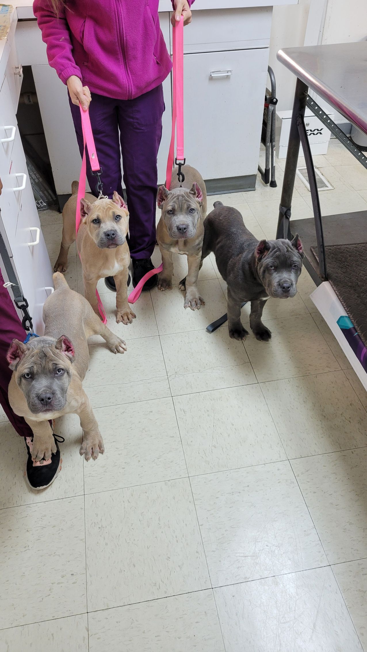 Four Shar Pei puppies on leashes, being held by a person in a grooming setting.