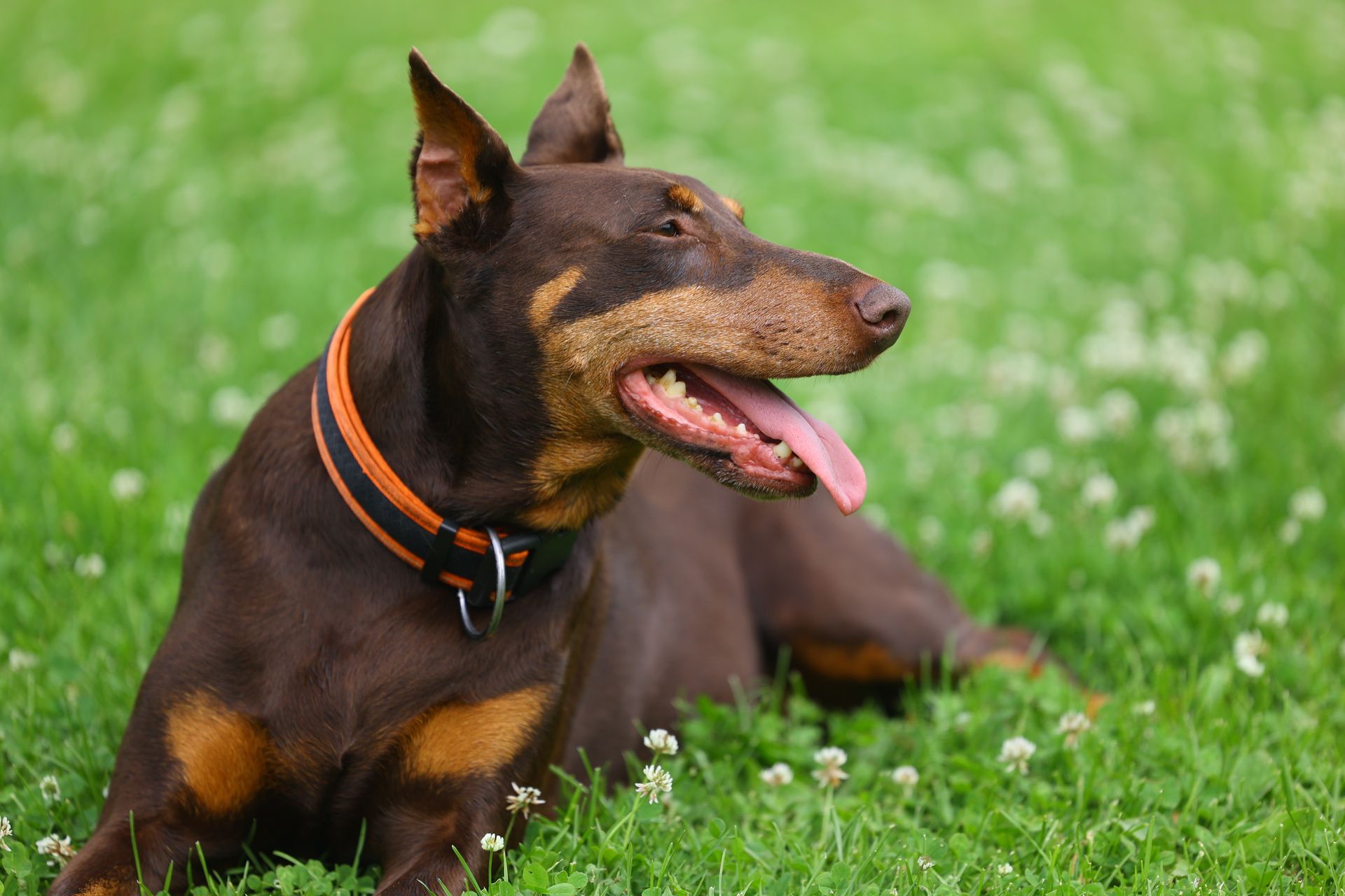 Brown dog with tan markings, lying in green grass, wearing an orange and black collar. Brown dog with tan markings, lying in green grass, wearing an orange and black collar.