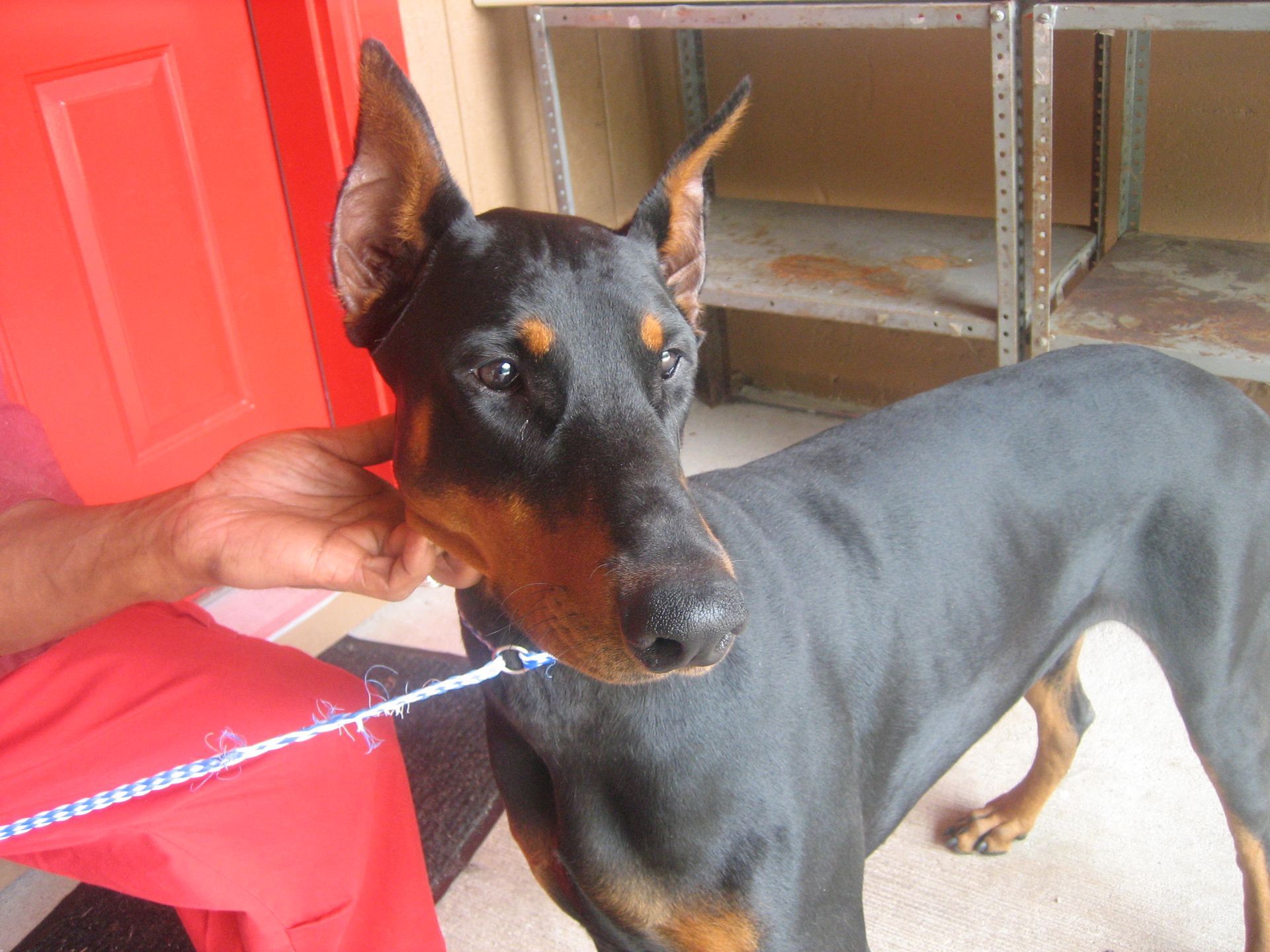 Brown dog with tan markings, lying in green grass, wearing an orange and black collar.