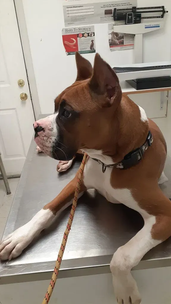 Boxer Dog Breed — College Park, GA — Red Oak Animal Hospital