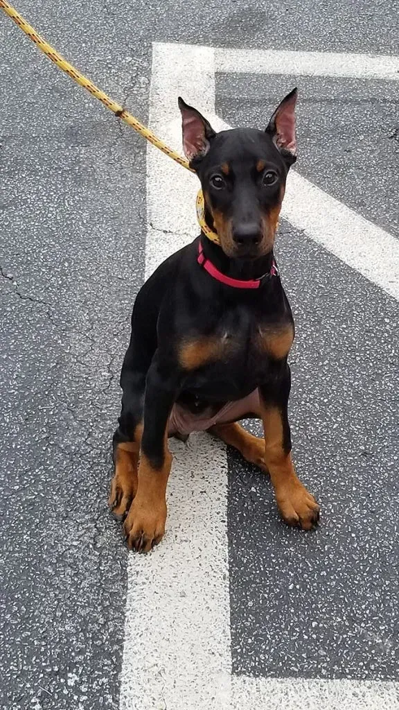 German Pinscher Dog — College Park, GA — Red Oak Animal Hospital