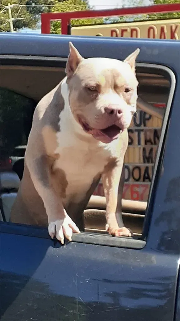 American Bully Dog Breed — College Park, GA — Red Oak Animal Hospital