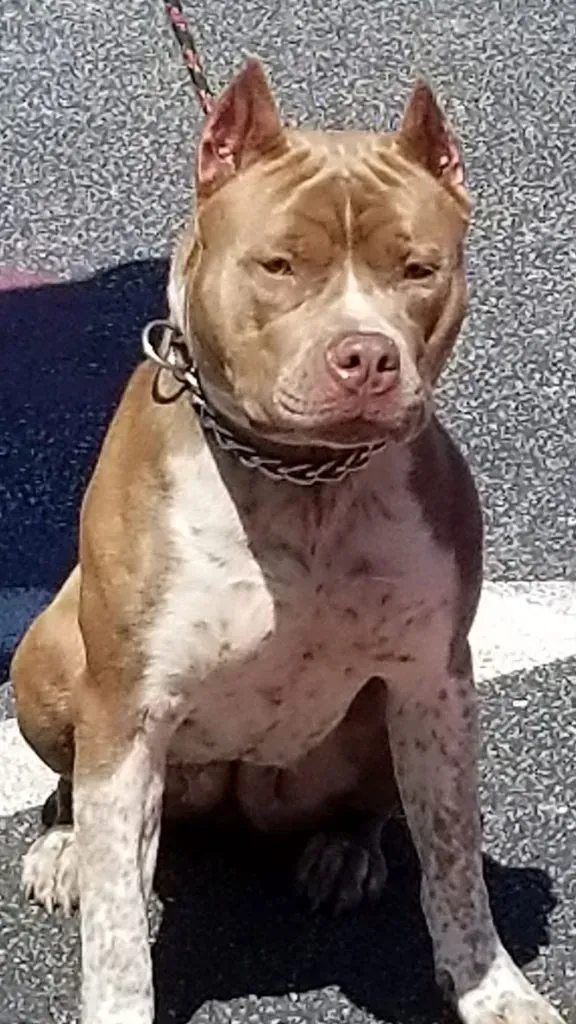 Pit Bull Dog Breed — College Park, GA — Red Oak Animal Hospital