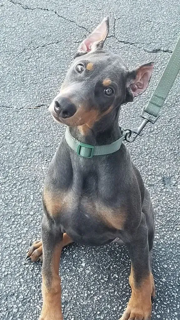 Dobermann with Green Leash — College Park, GA — Red Oak Animal Hospital