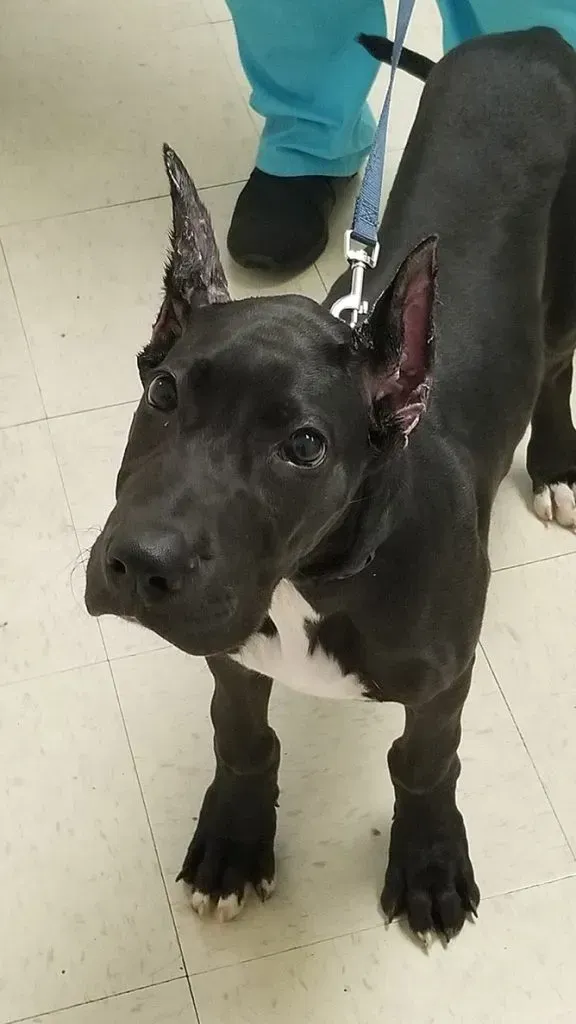 Black Great Dane Puppy — College Park, GA — Red Oak Animal Hospital