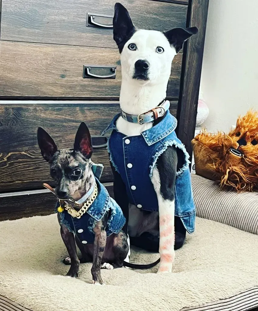 Two Dogs — College Park, GA — Red Oak Animal Hospital