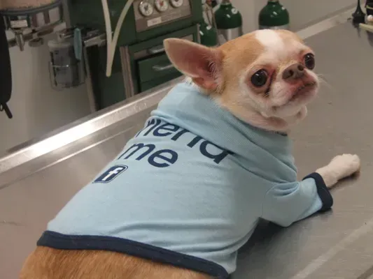 Chihuahua — College Park, GA — Red Oak Animal Hospital