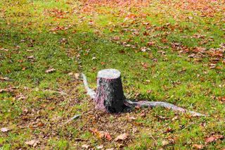 Tree Stump on Grass - Tree Care in Marlboro, NY
