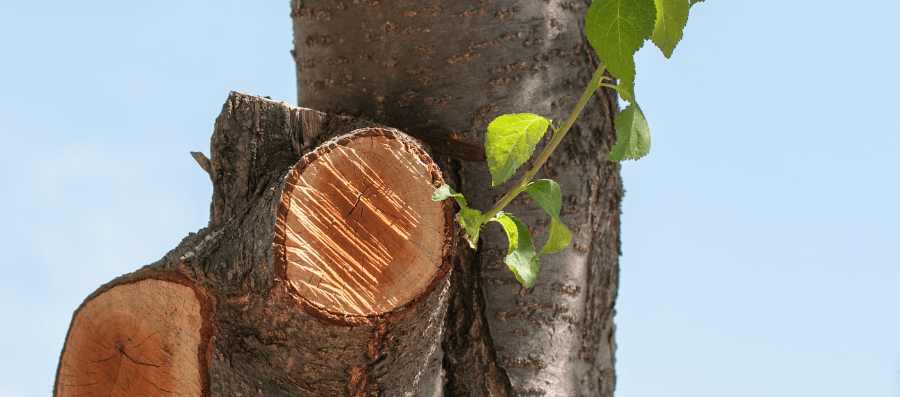 Tree Pruned in Kalamunda to allow new growth