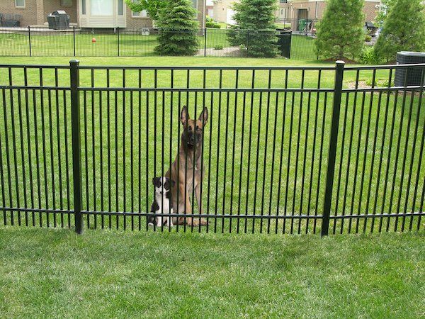Pet Enclosure — Chesterfield, MI — Radiance Aluminum Fence, Inc.