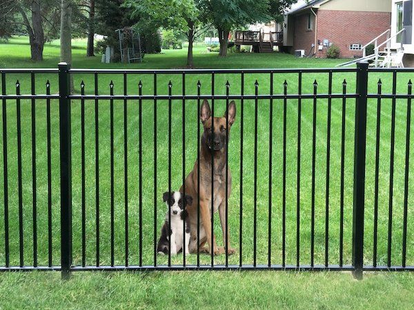 Two Dogs Behind a Fence — Chesterfield, MI — Radiance Aluminum Fence, Inc.