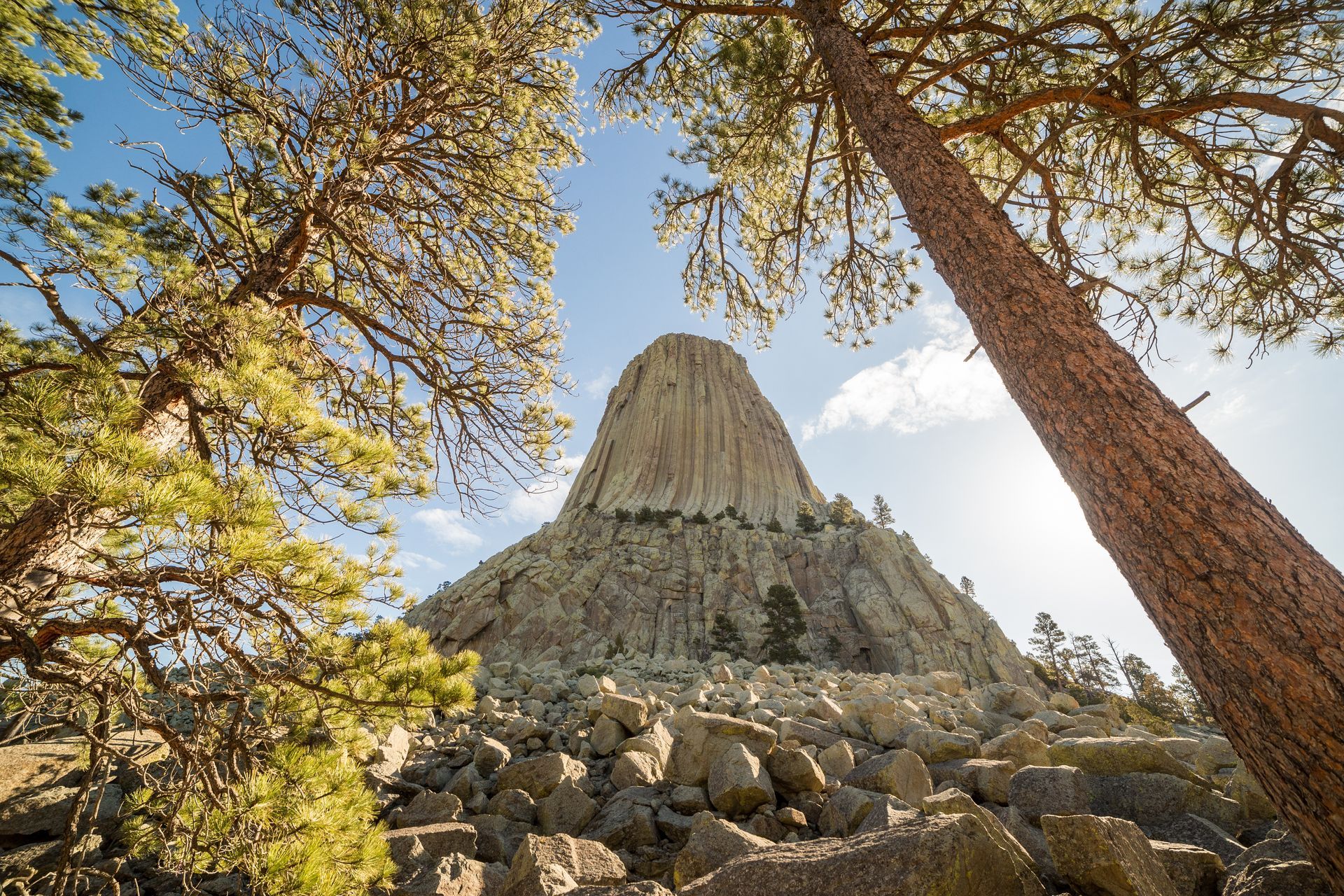 Devils tower is a large rock formation surrounded by trees.