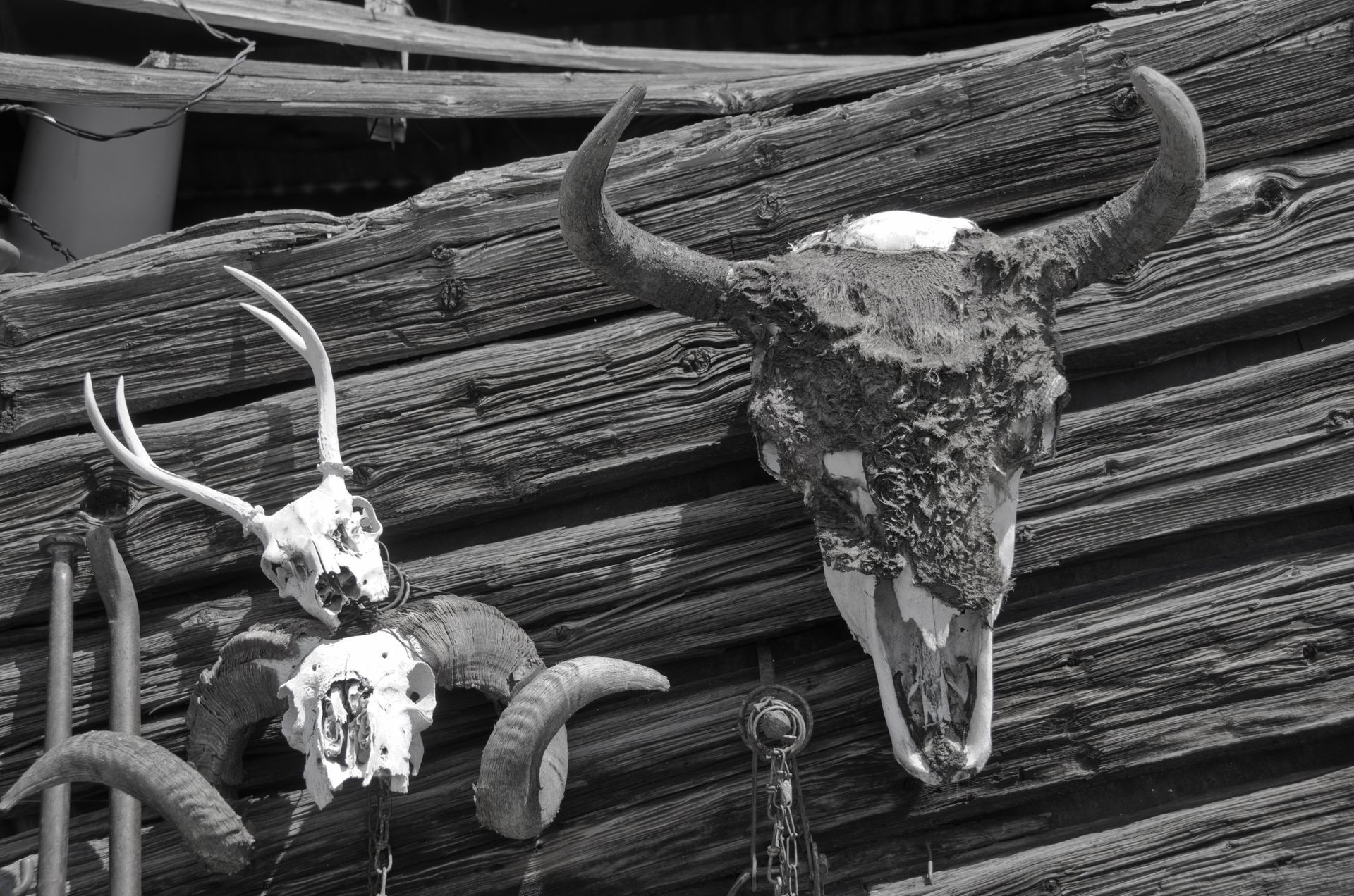 A black and white photo of two bull skulls hanging on a wooden wall
