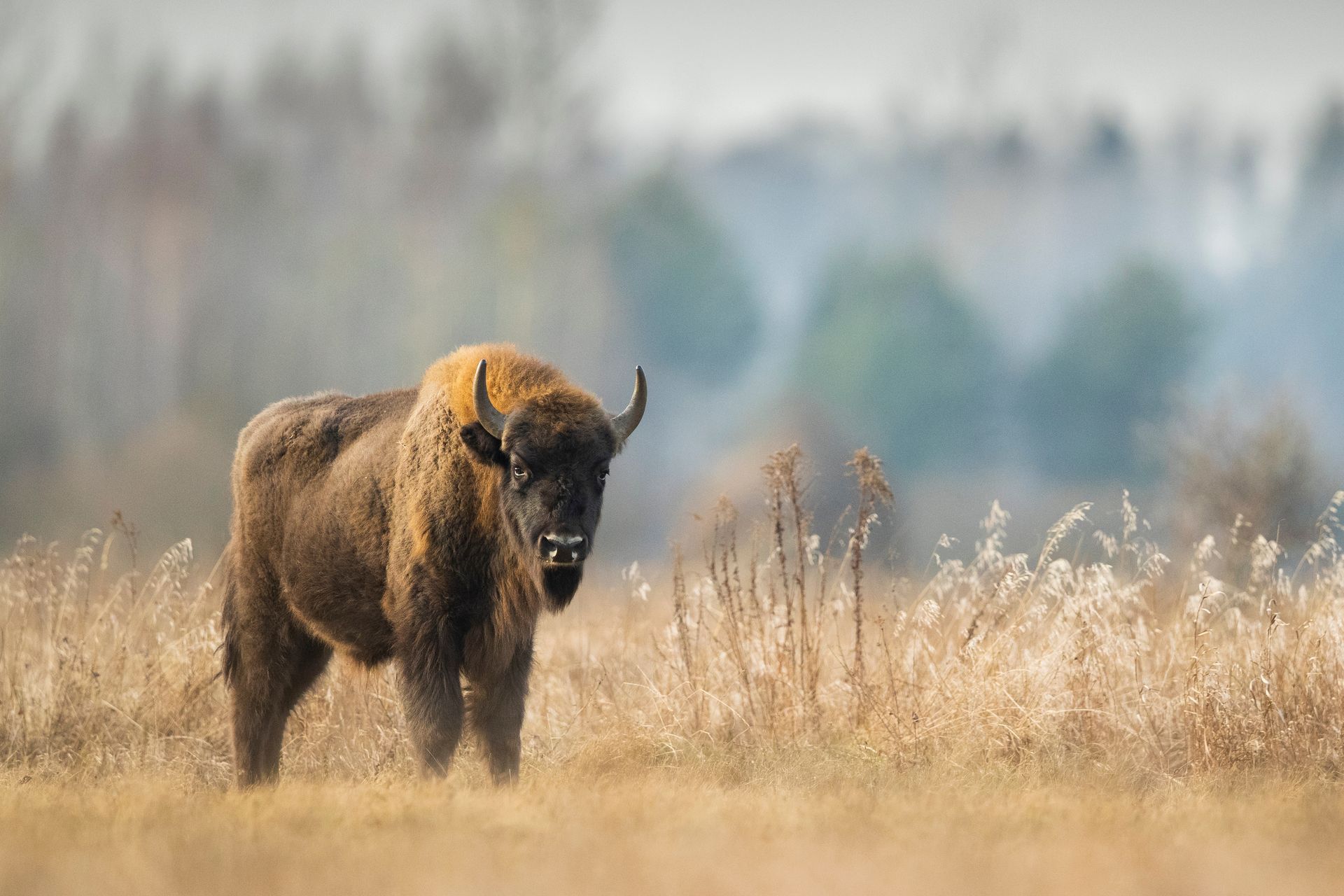 A bison is standing in a field of tall grass.