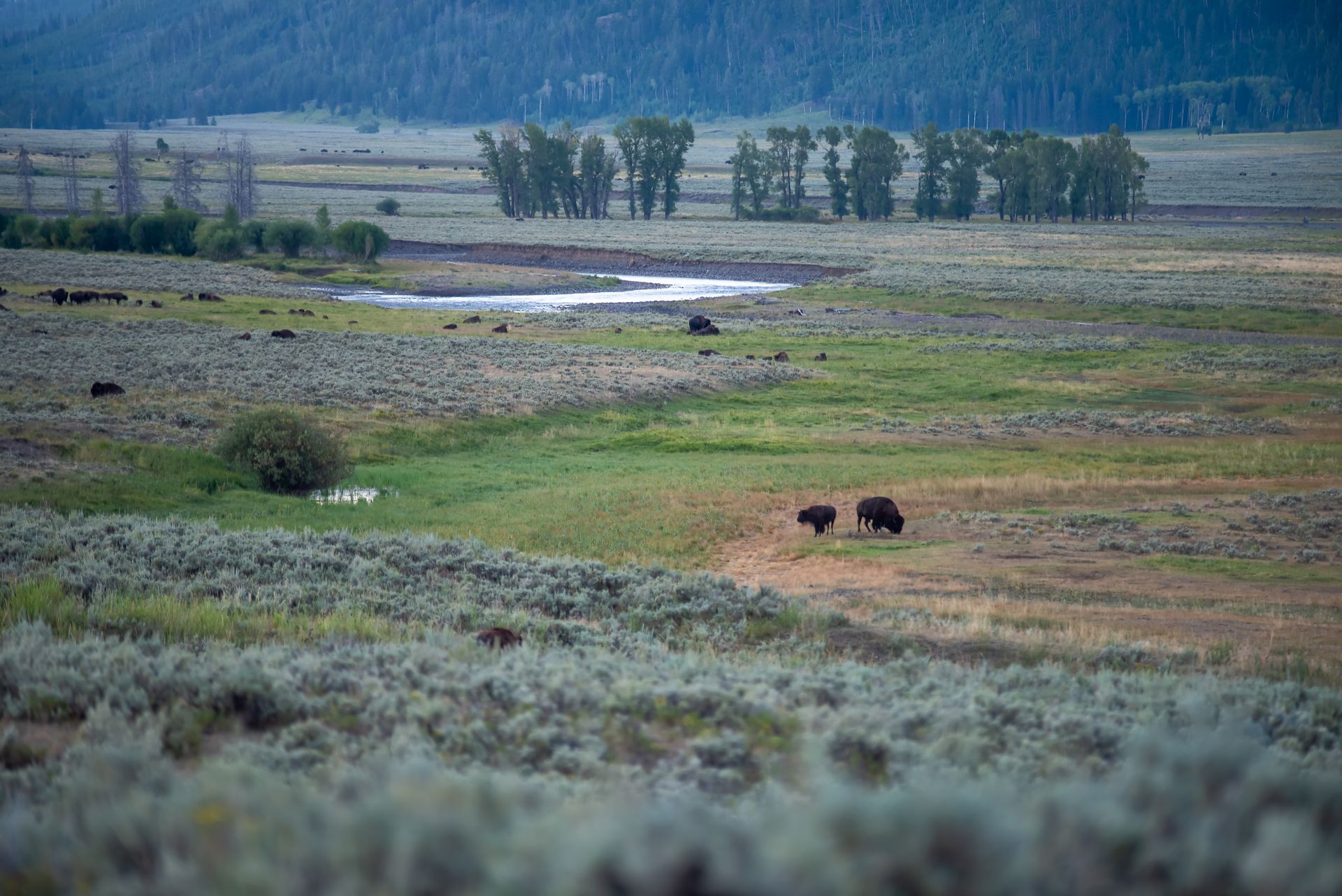 A herd of bison are walking across a grassy field.