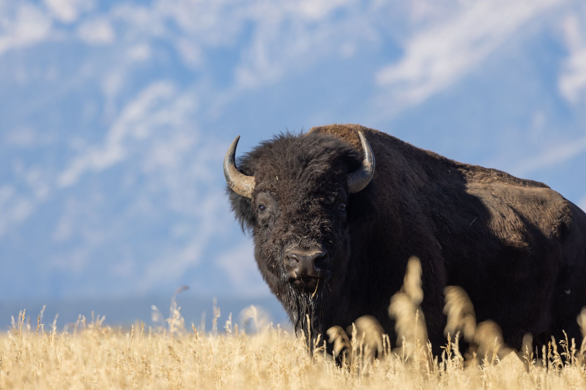 A bison is standing in a field of tall grass.