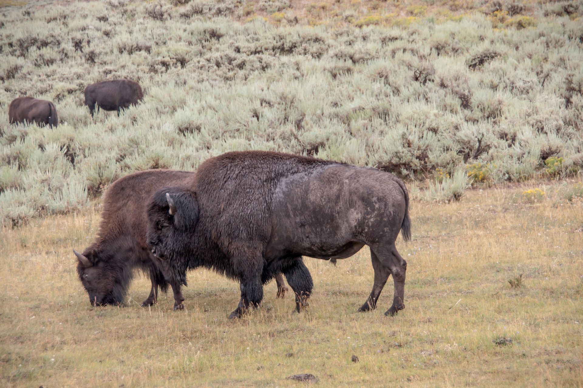 A herd of bison grazing in a grassy field.