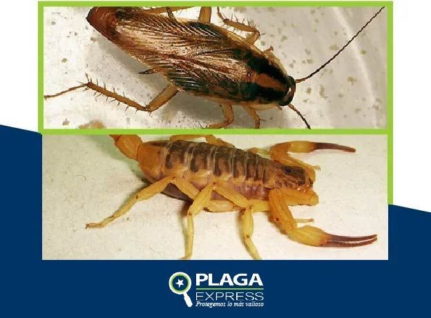 Plaga express