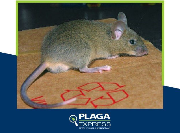 Plaga express