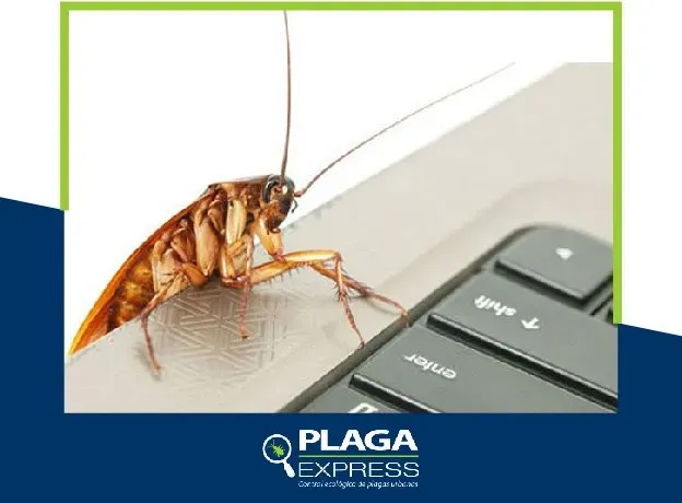 Plaga express