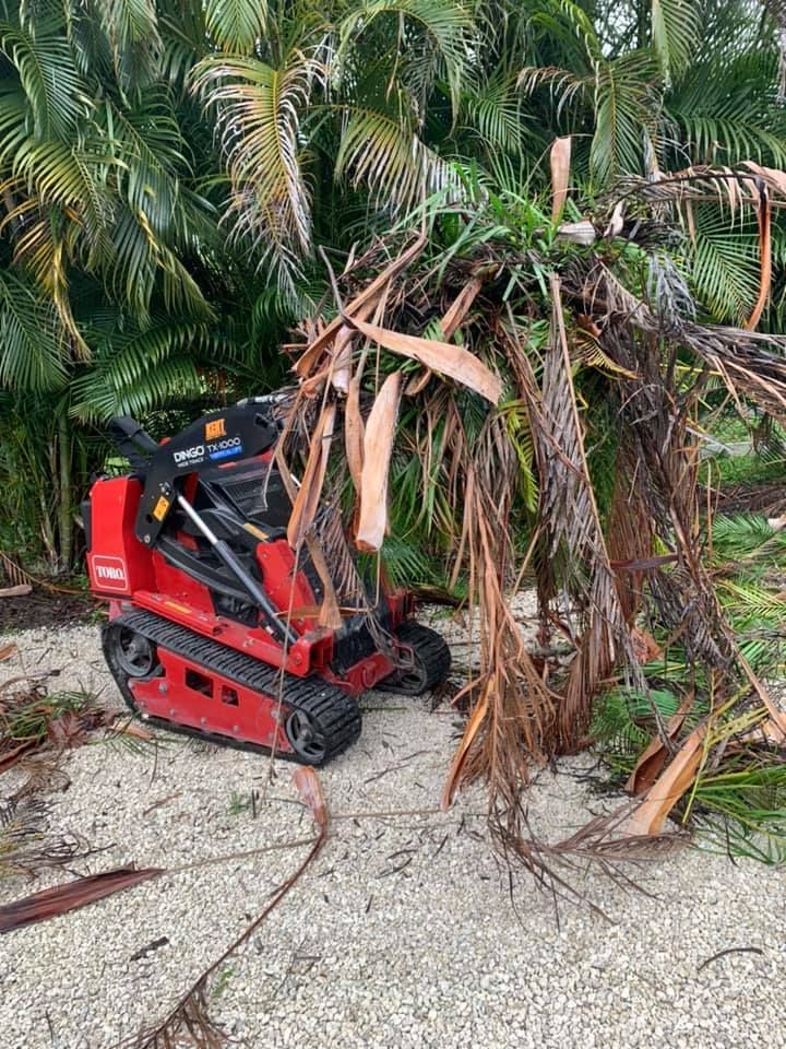 Red tracked stump grinder next to a pile of palm tree debris in a tropical outdoor setting.