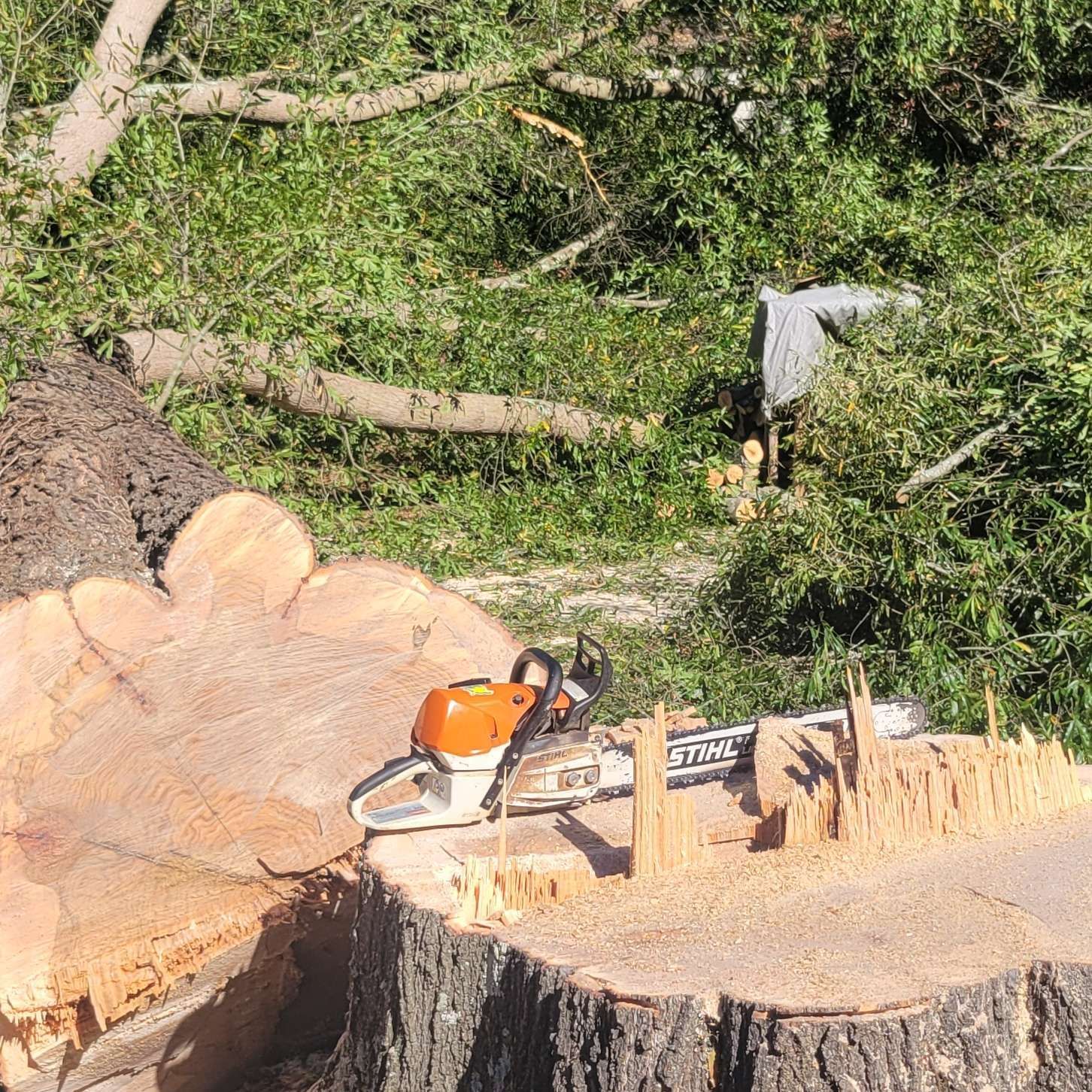 Contact | Adairsville, Georgia | Southern Tree Service