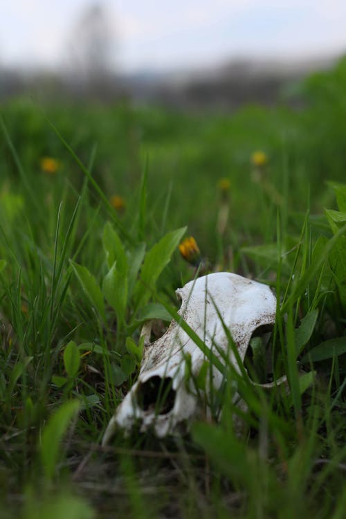 skull in green meadow