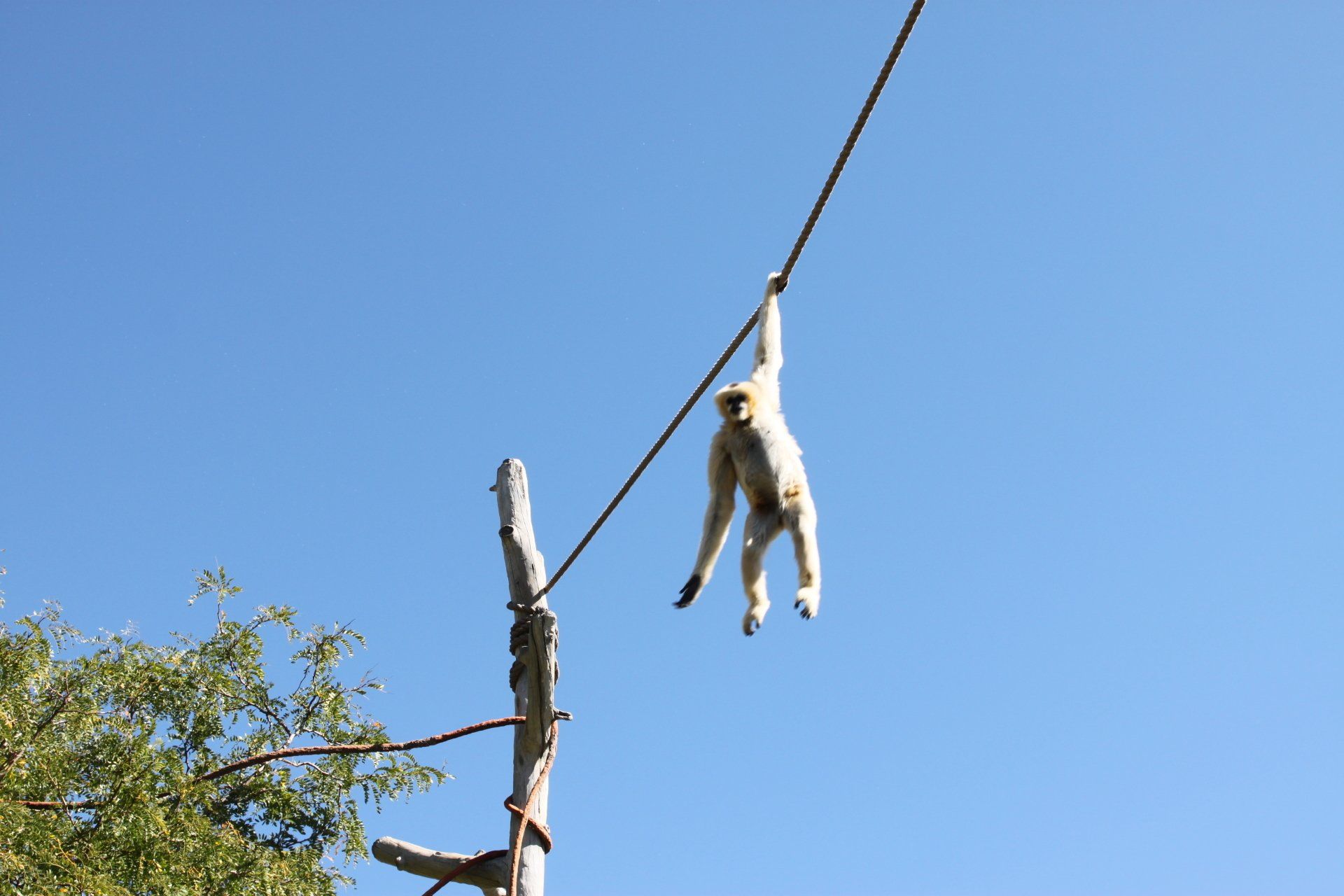 monkey hanging by one arm on high wire