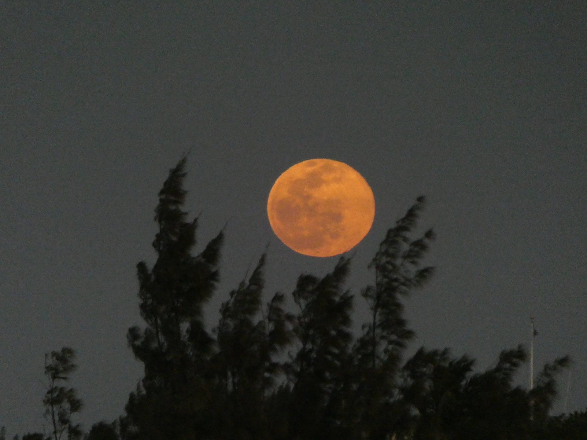 night orange moon over trees